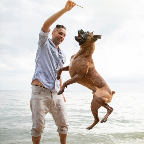 Check the Rules and Regulations for Dogs on Beach
