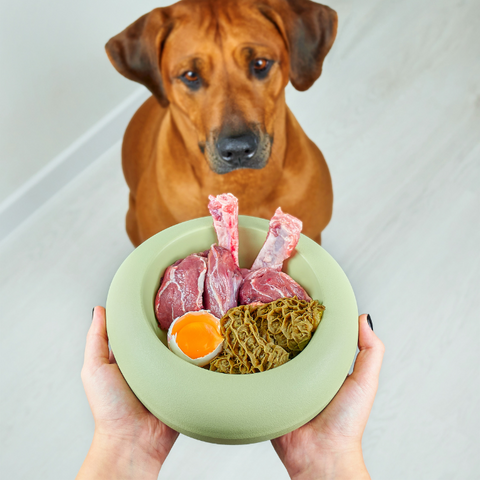 Chicken in a Dog’s Diet
