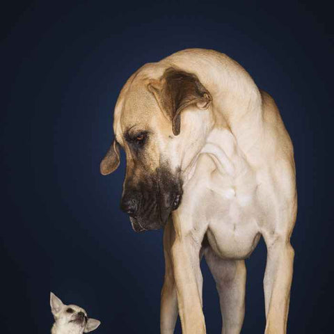 Chihuahua and great dane, small dogs, size of chihuahua, best small dogs, best dog for apartment