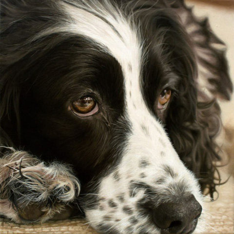 Common Causes of Poisoning in Dogs