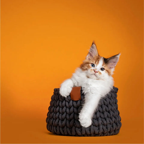 Companionship After Owning a Cat