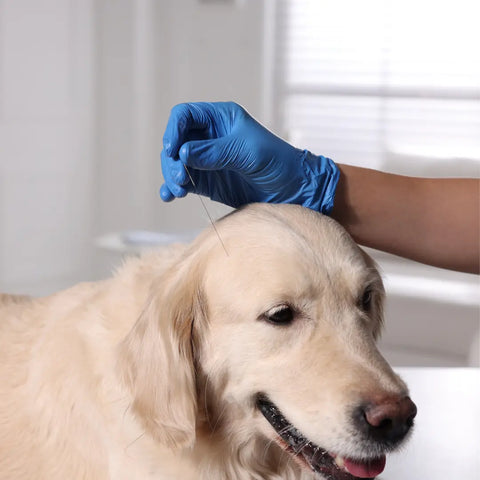 Cost of Pet Acupuncture