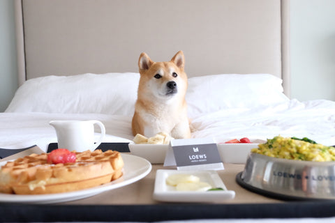 Loews Coronado Bay Resort, Coronado, CA, pet friendly hotels in usa, pet friendly hotel in ca