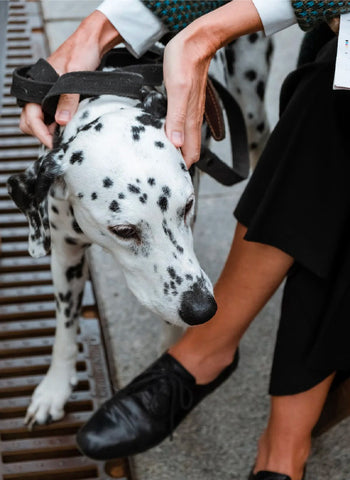 Dalmatian hard to train dogs