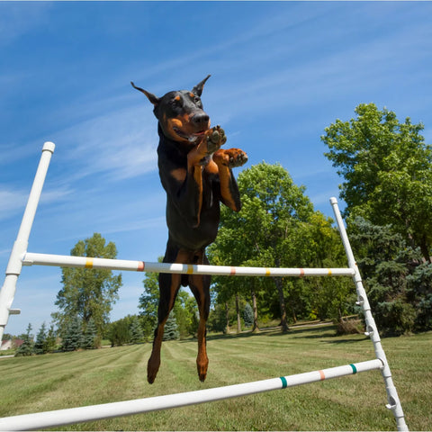 Doberman Pinscher
