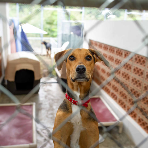 Dog Shade and Shelter