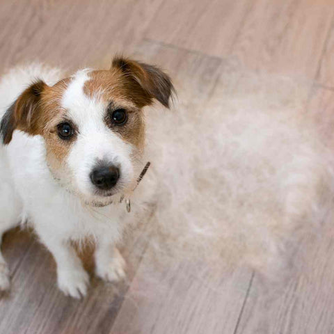 dog shed, what is dog shedding, how to fight dog's shedding