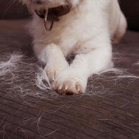 dog shedding
