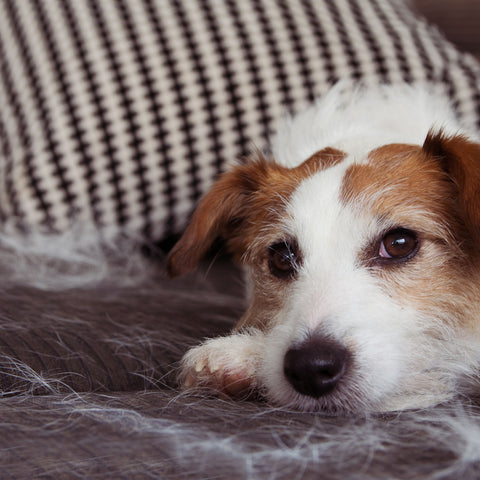 Dogs Shed