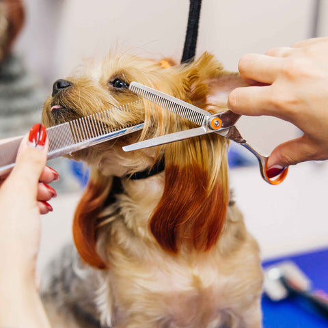 Early Grooming Puppies