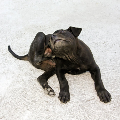 Flea and Tick Diseases in Dogs