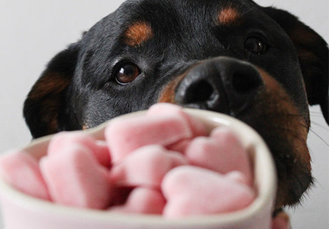 Frozen Yogurt Valentine’s Day Dog Treats