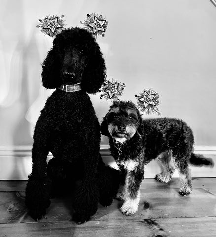 keep dog's safe during ny party , (Party Girls Penny & Kiki)