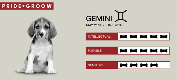 Gemini dog Personality