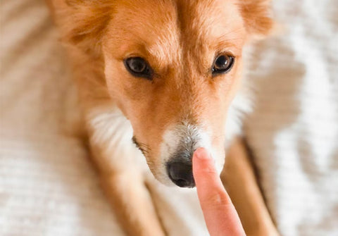 pet owner pointing at dog's nose