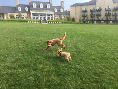 Salamander Resort & Spa, Middleburg, VA, pet friendly hotel in usa, pet friendly hotel in va