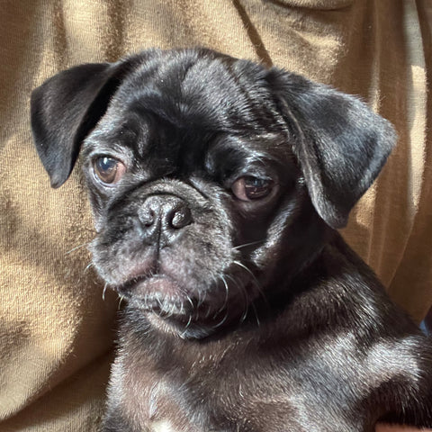 pug puppy, pug dog breed, what to do with a pug, snort rescue
