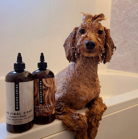 dog shampoo