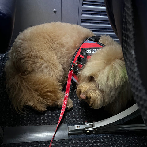 traveling with a service dog, dogs on airplane, flying with a do, airline regulations for flying with a dog
