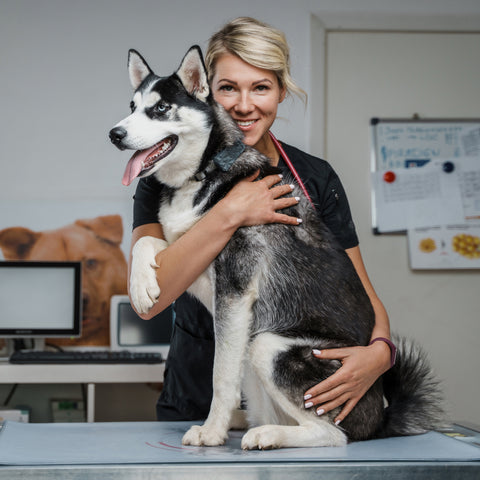 Immediate Steps to Take After Poisoning in Dogs