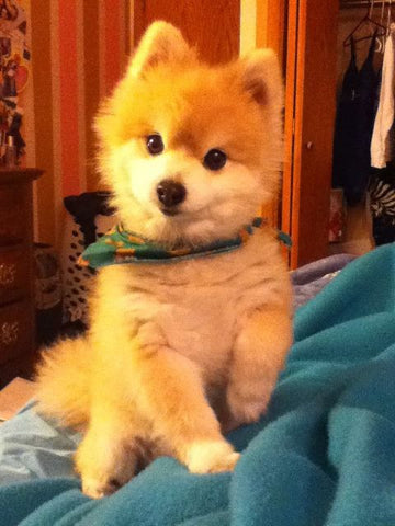 Boo Cut, pomeranian with boo cut