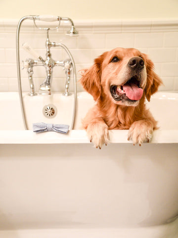 Montage Palmetto Bluff, Bluffton, SC, pet friendly hotel in sc, pet friendly hotel in usa