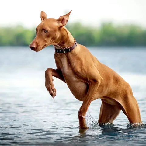 Pharaoh Hound