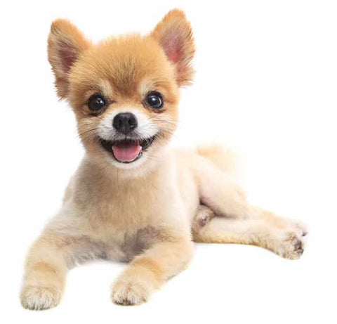 Kennel Cut, pomeranian with kennel cut
