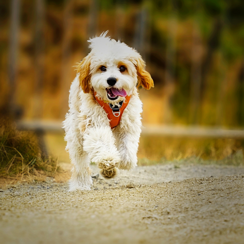 Prevention of Distemper in Dogs