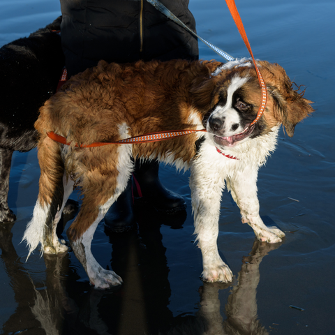 Protect Your Dog’s Paws on Beach