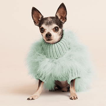 maxbone jumper, maxbone sweater, best dog sweater, best sweater for chihuahua