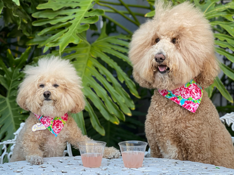 Kimpton Brice Hotel, Savannah, GA, pet friendly hotel in ga, pet friendly hotels in usa