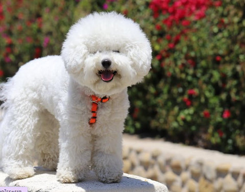white Bichon Frise