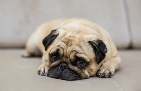 Symptoms of Dog Dementia