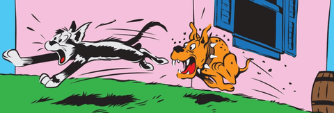 dog Social Aggression