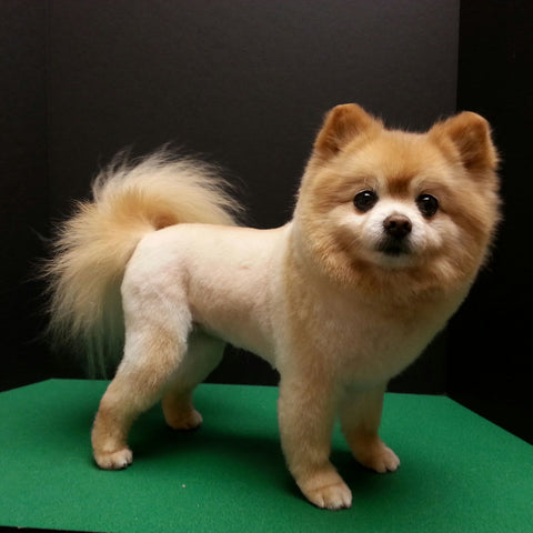 Lion Cut, pomeranian with lion cut