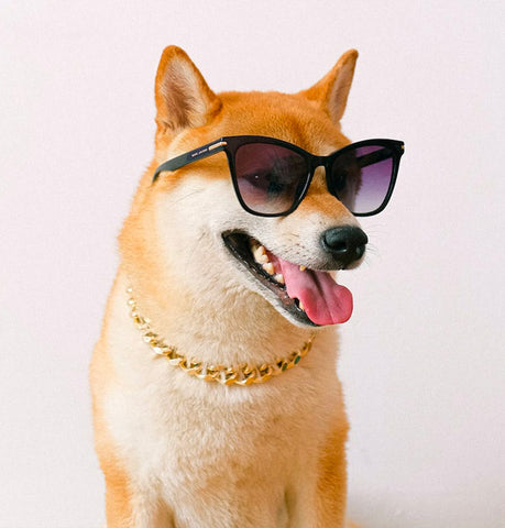 Shiba Inu, stubborn dogs, independent dogs, that are hard to train