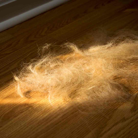 When Do Dogs Stop Shedding