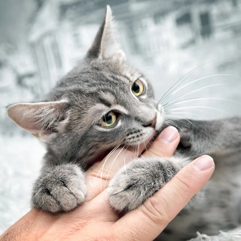 Stress Relief After Owning a Cat