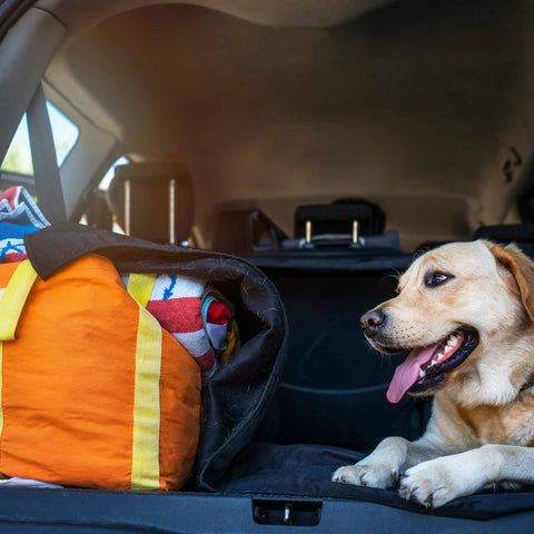 Traveling with your Dog