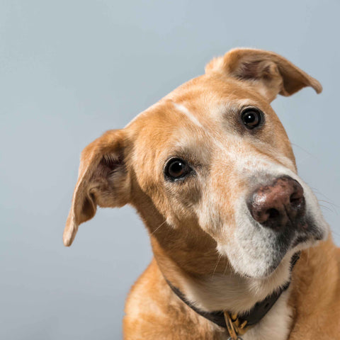 Understanding Canine Emotions