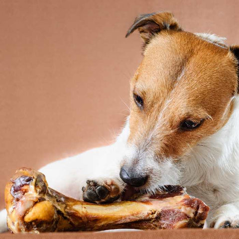 dog eating bones