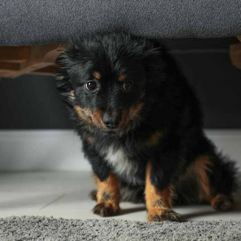 dog under the bed