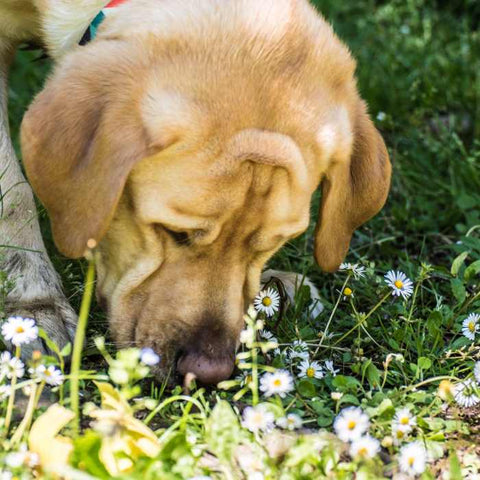 dog eating grass, how to fix dog eating grass behaviour