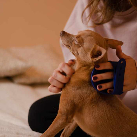dog enjoying the massage