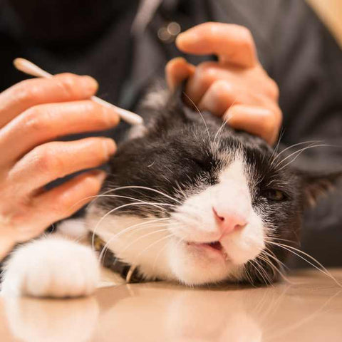 cat in hospital, cleaning cat's ear