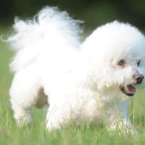 Bichon Frise walking, groomed Bichon Frise