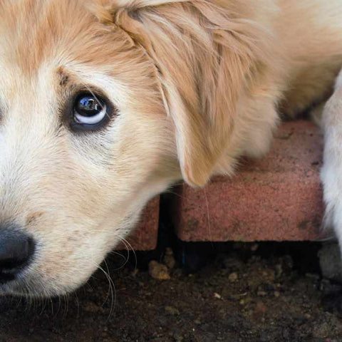 Watery Eye (a.k.a. Epiphora)