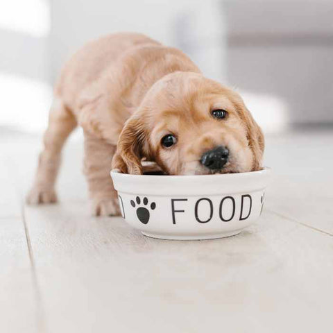 Changes in Eating Habits, dog with food plate, hungry dog