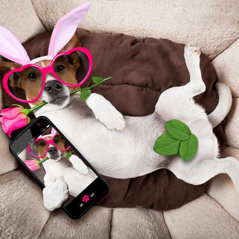 celebrating easter safely with dog, dogs and easter, dogs and chocolate